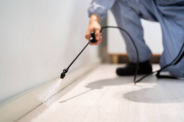 Certified termite inspector examining foundation in Wentworth